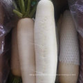 Fresh White Radish with Box Packing